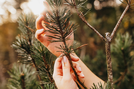Frau nimmt Waldpflanze in die Hand